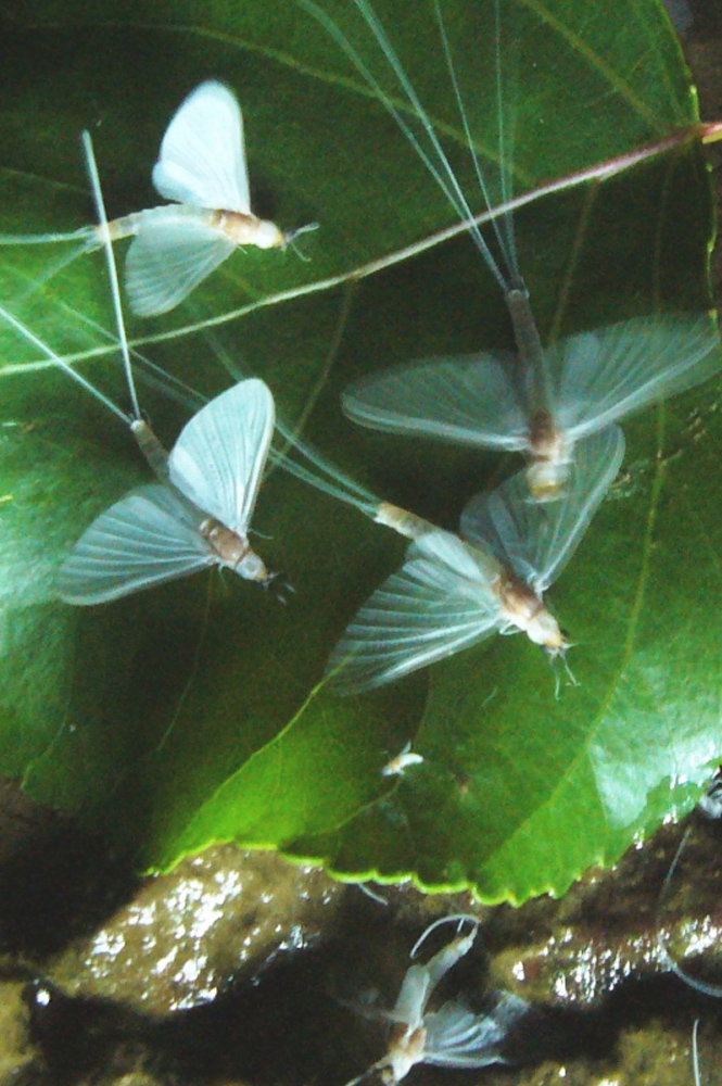 Укрински водени цвијет