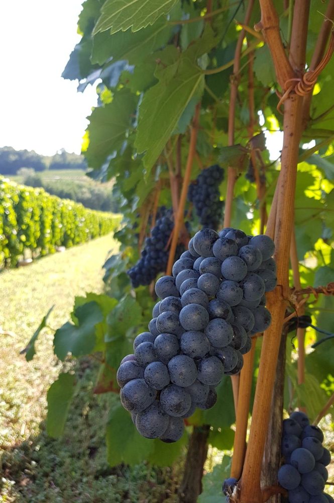 Винарија "Кузмановић"